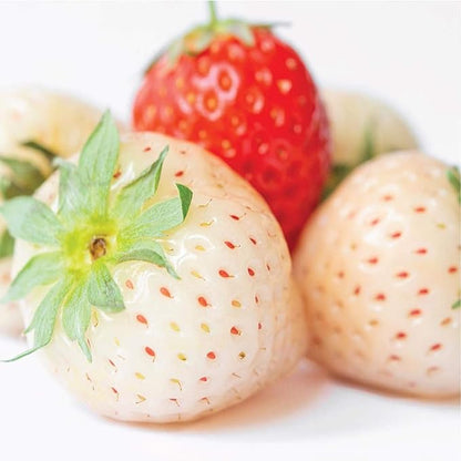 Olay Body Wash (Travel Size)